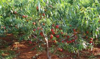 种桃子一亩要多少成本 一颗桃树苗多少钱